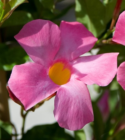 Mandevilla Sun Parasol® Pretty Pink